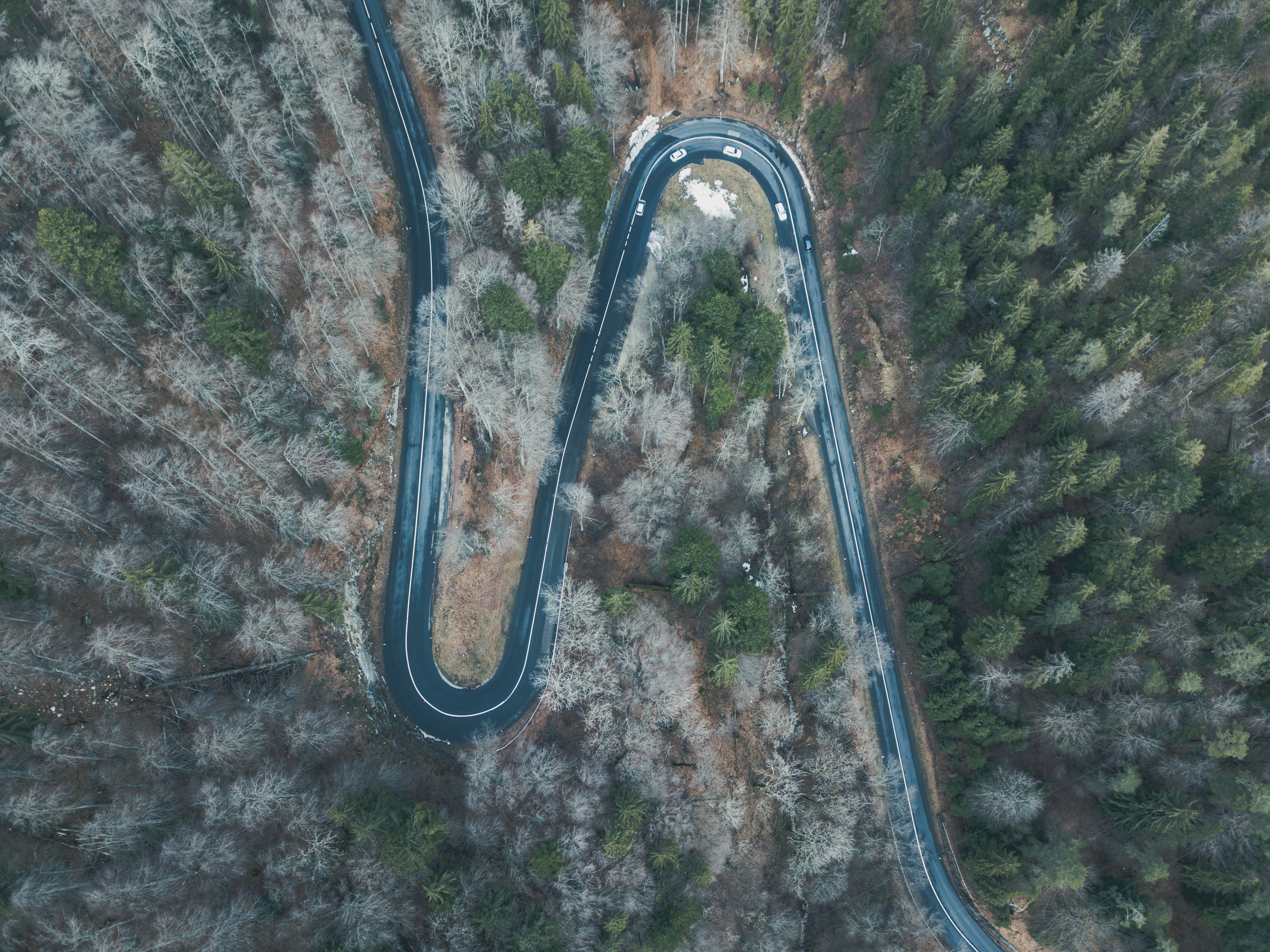overhead shot of forest road